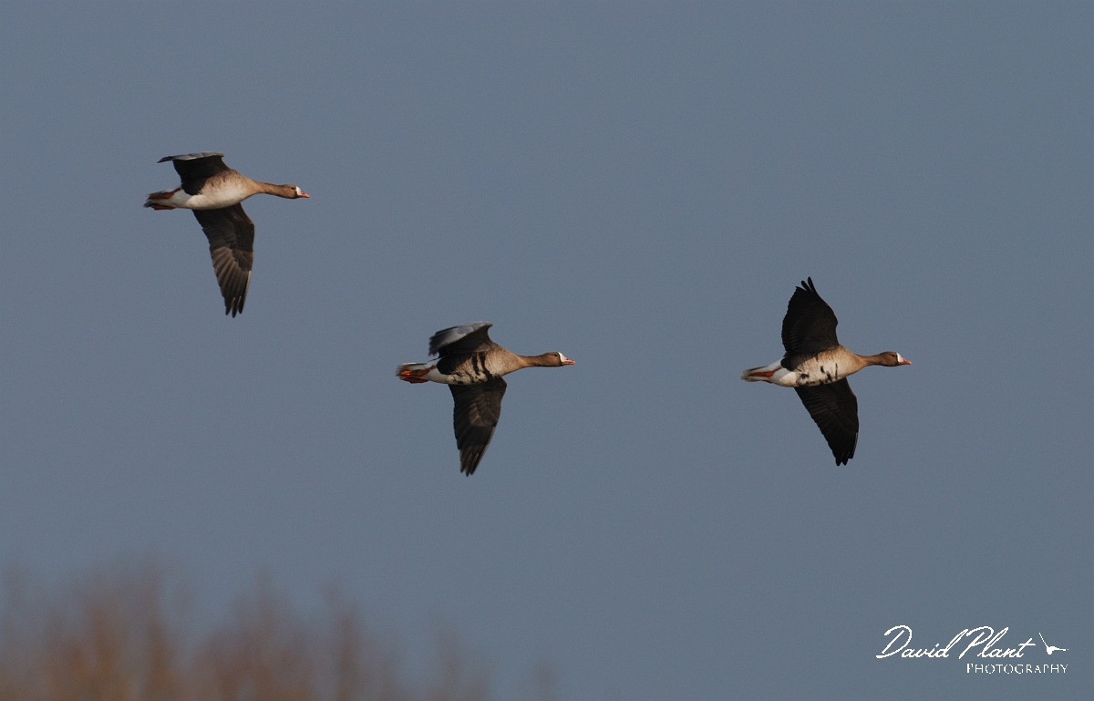 David Plant Photography - Wildlife Photographer - White-fronted geese flying - A.jpg - White-fronted geese in flight - Slimbridge